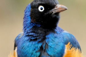 阿联酋航空订购65架波音777-9客机